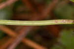 Woodland false buttonweed